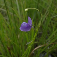 Utricularia reticulata Sm.